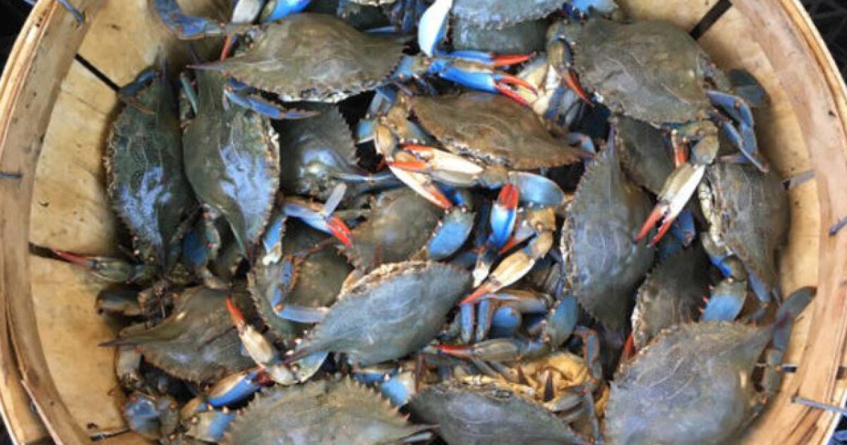 when do crab season start